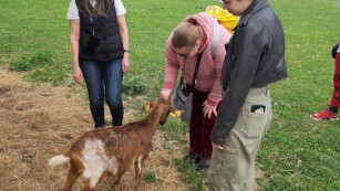 Dwie uczennice głaszczą małą kózkę, Pani Kierownik Kształcenia Praktycznego tłumaczy jak należy dbać o zwierzęta